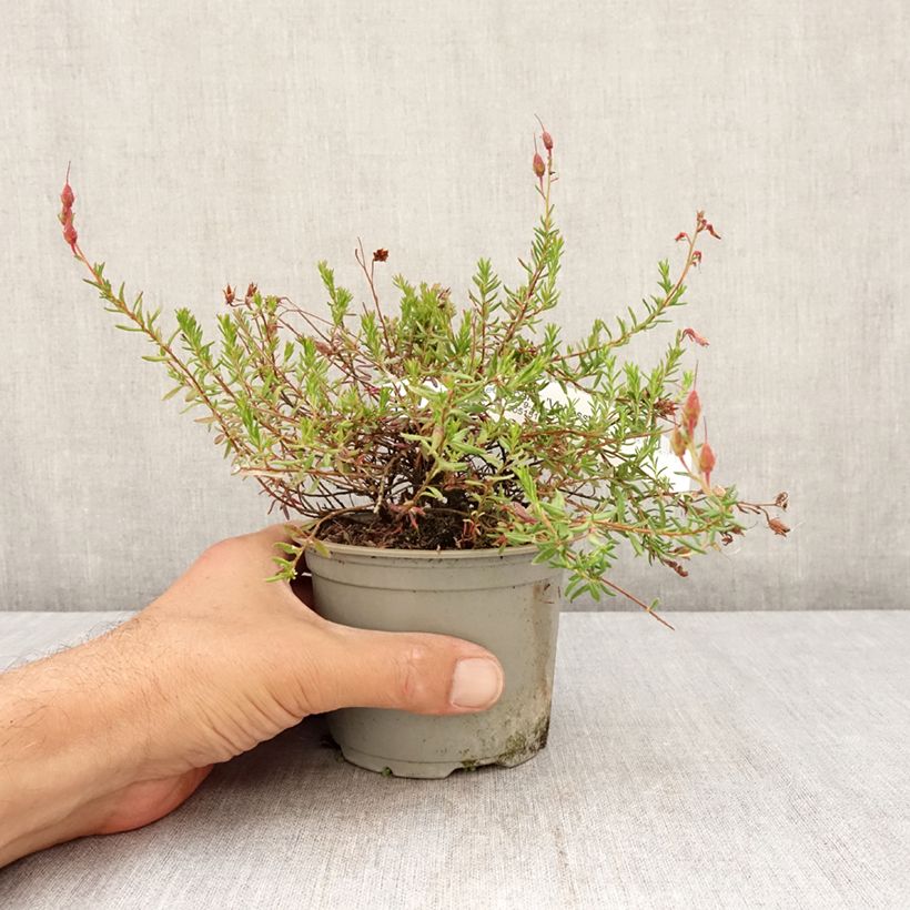 Esimerkki kesällä toimitetusta Irlanninnummikanerva Vanessa 12 cm / 13 cm ruukku-taimesta