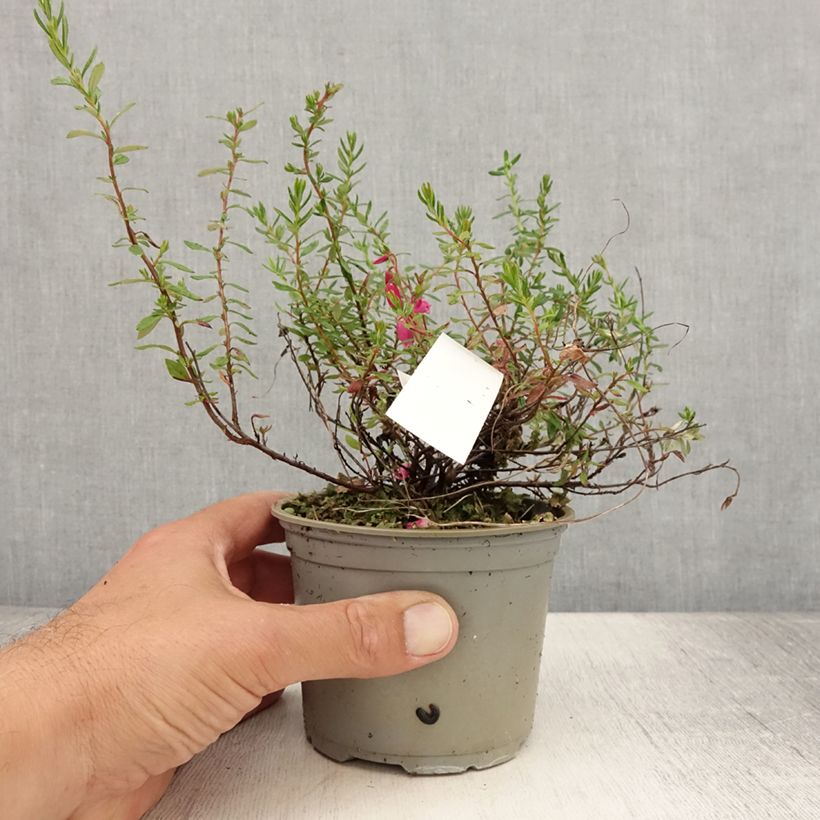 Esimerkki kesällä toimitetusta Irlanninnummikanerva Waley's Red Pot de 12 cm / 13 cm-taimesta