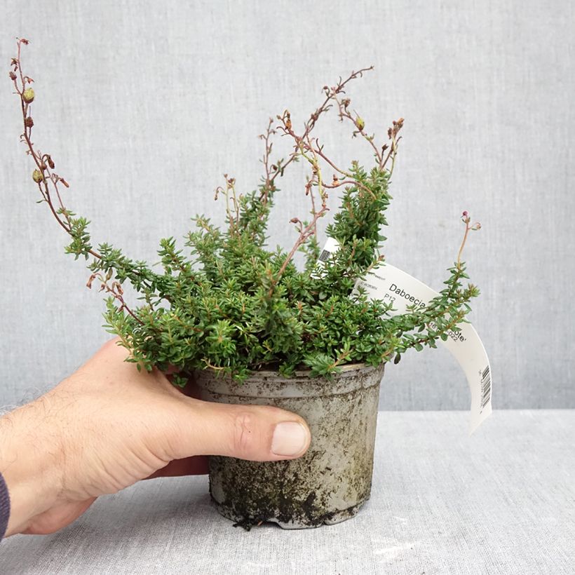 Esimerkki syksyllä toimitetusta Irlanninnummikanerva Goscote 12 cm / 13 cm ruukku-taimesta