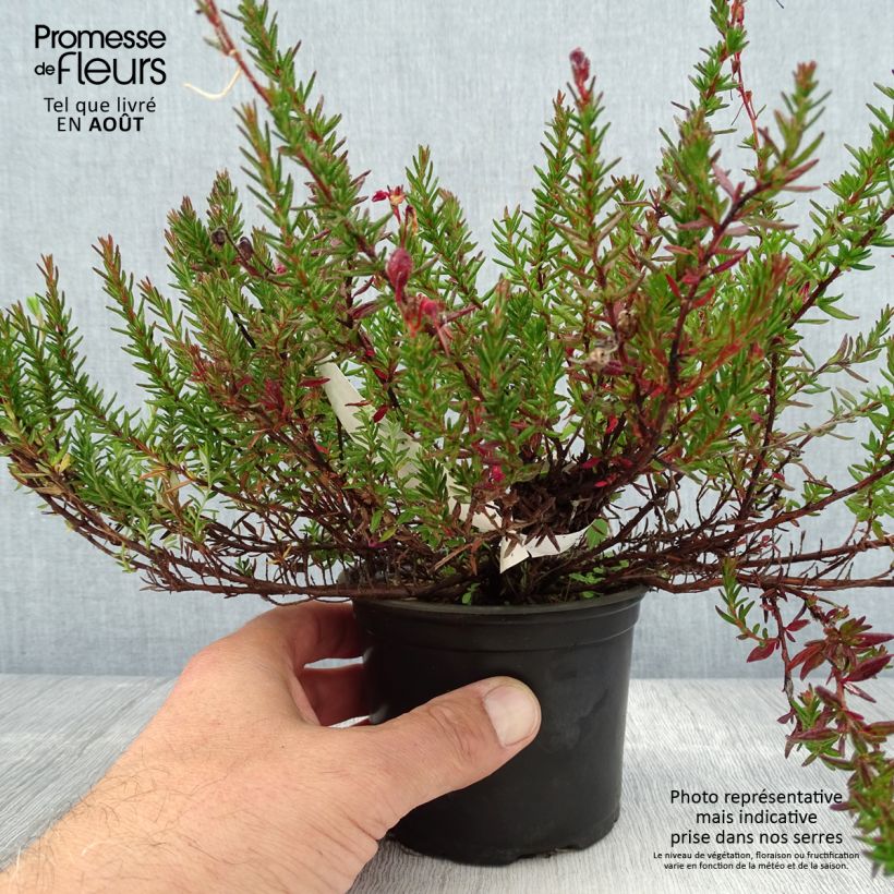 Esimerkki kesällä toimitetusta Irlanninnummikanerva William Buchanan Pot de 12 cm / 13 cm-taimesta