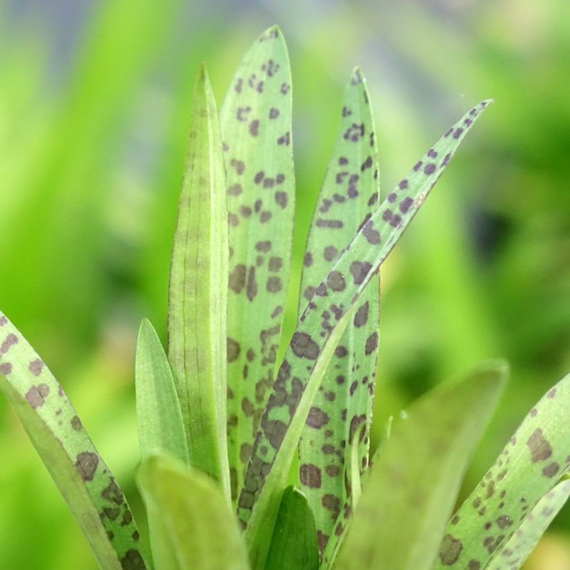 Liuskakämmekä - Dactylorhiza alpestris (Lehvistö)