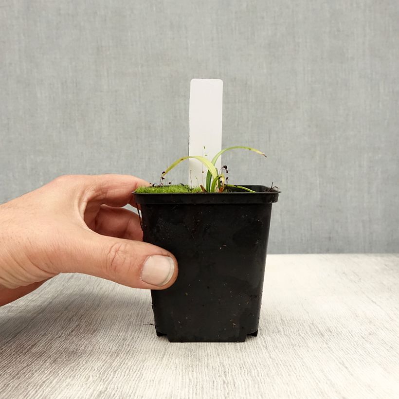 Esimerkki syksyllä toimitetusta Liuskakämmekä Foliorella 8/9 cm taimiruukku-taimesta