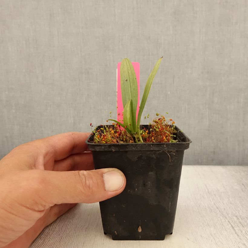 Esimerkki kesällä toimitetusta Liuskakämmekkä - Dactylorhiza fuchsii Taimiruukku 8/9 cm-taimesta