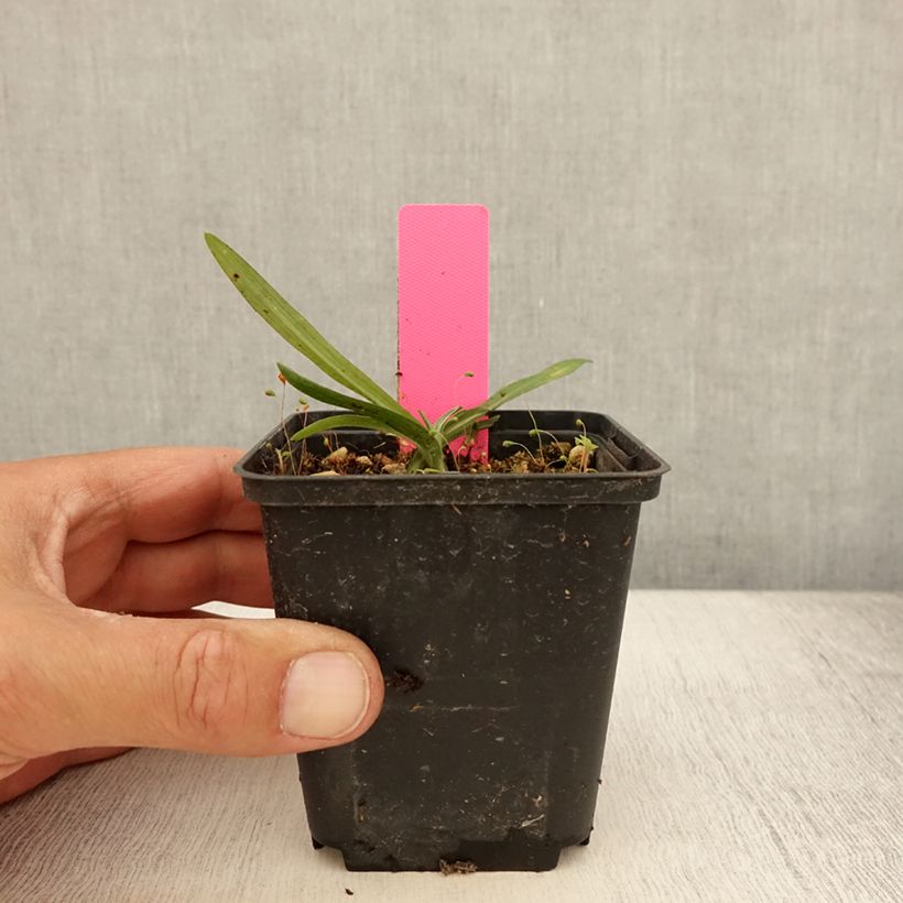 Esimerkki kesällä toimitetusta Maariankämmekkä - Dactylorhiza maculata Taimiruukku 8/9 cm-taimesta