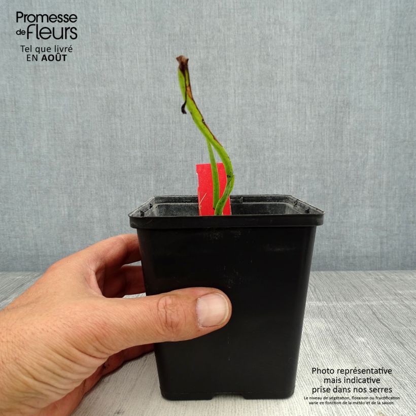 Esimerkki kesällä toimitetusta Toukokämmekkä - Dactylorhiza majalis Godet de 8/9 cm-taimesta