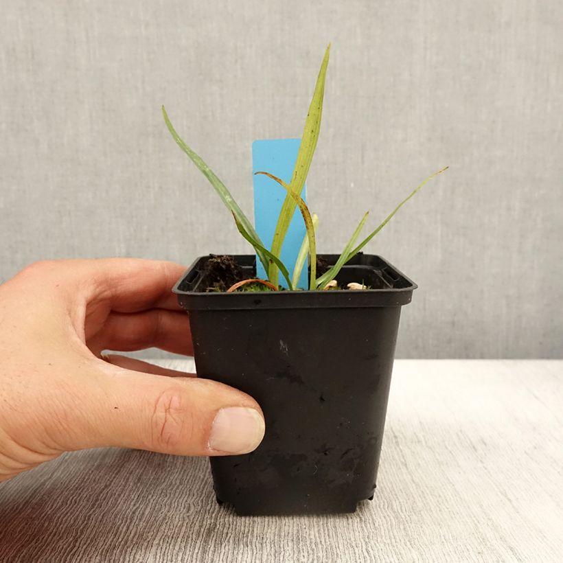 Esimerkki syksyllä toimitetusta Dactylorhiza praetermissa - Orchis négligé Godet de 8/9 cm-taimesta