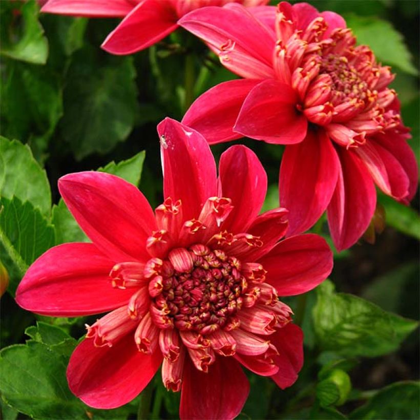 Vuokkodaalia Inca (Kukinta)