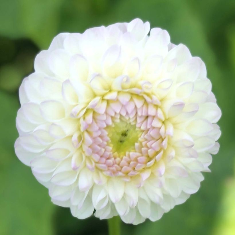 Pallodaalia Dahlia Andrea Lawson (Kukinta)