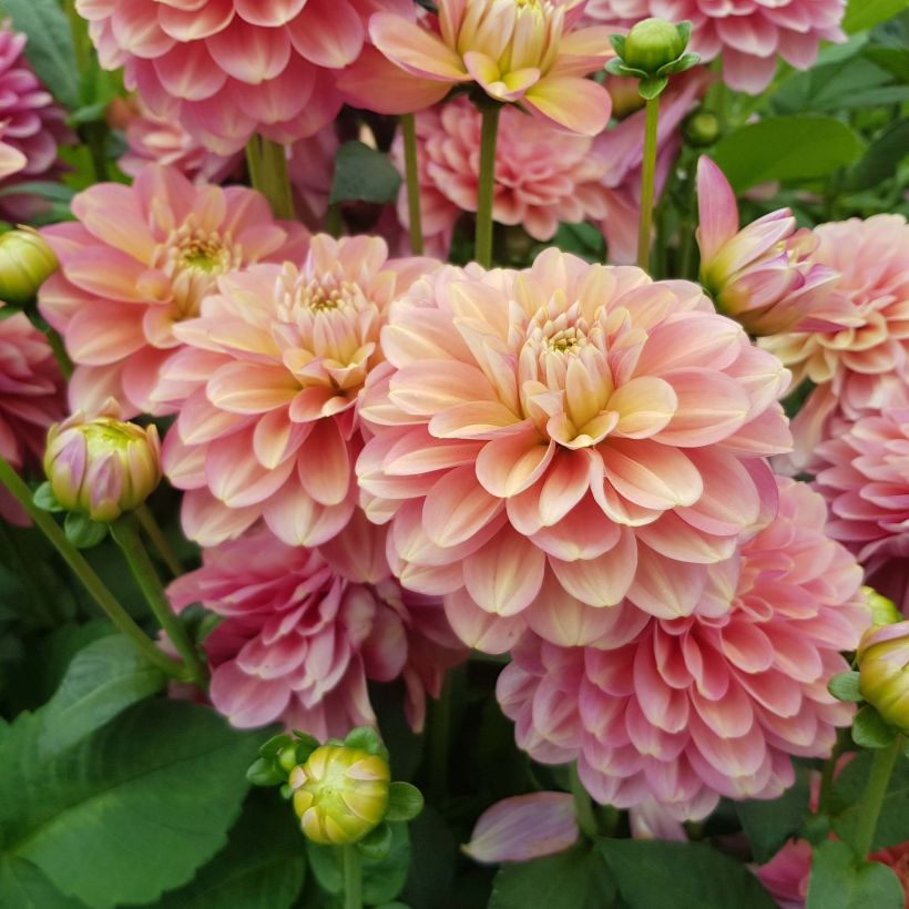 Kameliadaalia Milena Fleur (Kukinta)