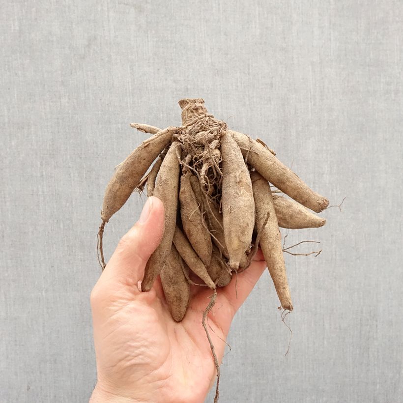 Esimerkki keväällä toimitetusta Kameliadaalia Dahlia Vanilla Sipulit Koko I-taimesta