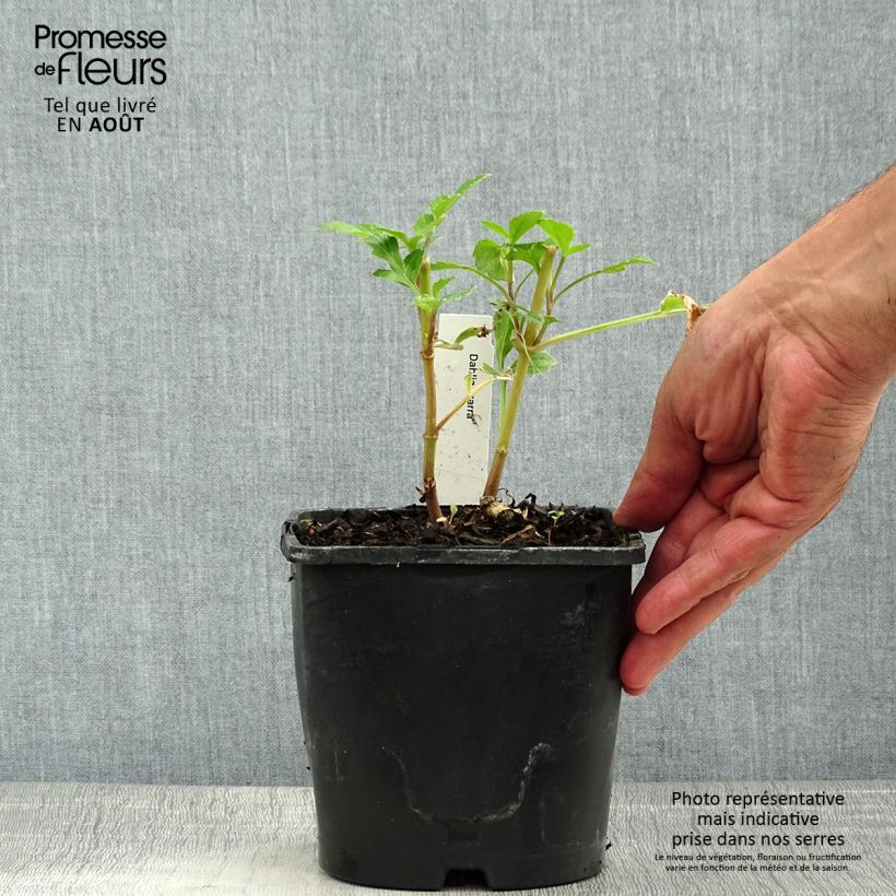 Esimerkki kesällä toimitetusta Dahlia Honka Izarra Pot de 2L/3L-taimesta
