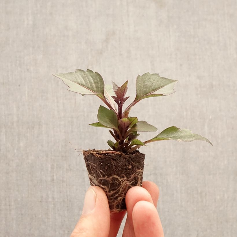 Esimerkki keväällä toimitetusta Kääpiödaalia Gardenetta Orange Minipaakku Ø 3/4 cm-taimesta