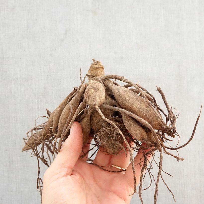 Esimerkki keväällä toimitetusta Kääpiödaalia Ton sur Ton Sipulit Koko I-taimesta