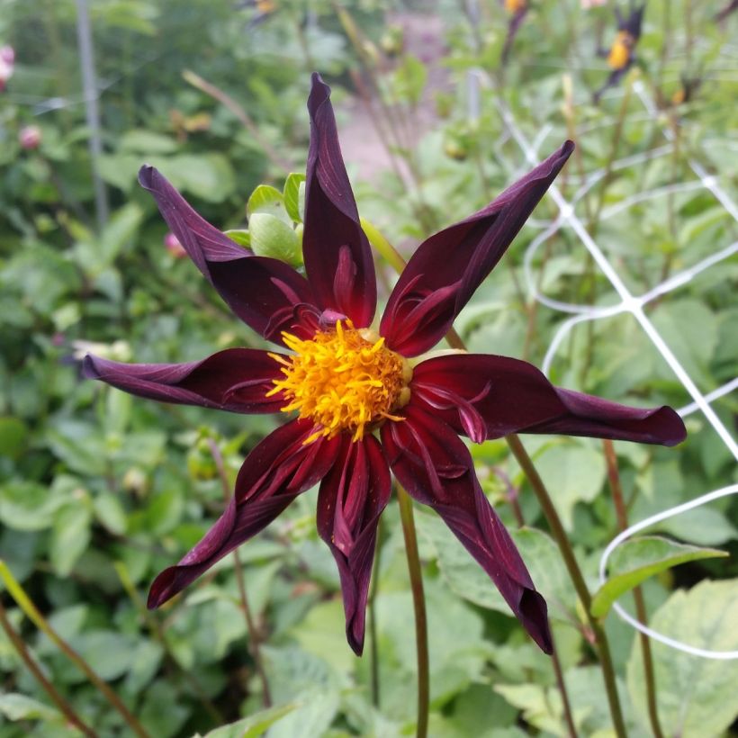 Honka-daalia Verrone's Obsidian (Kukinta)