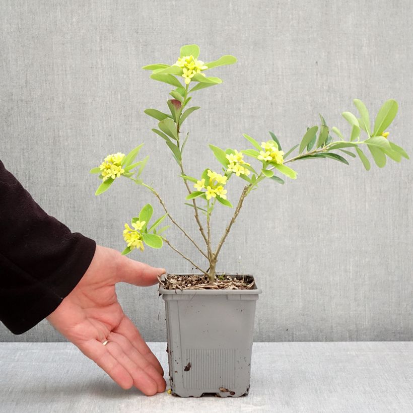 Esimerkki keväällä toimitetusta Näsiä Royal Crown Pot de 1L/1,5L-taimesta