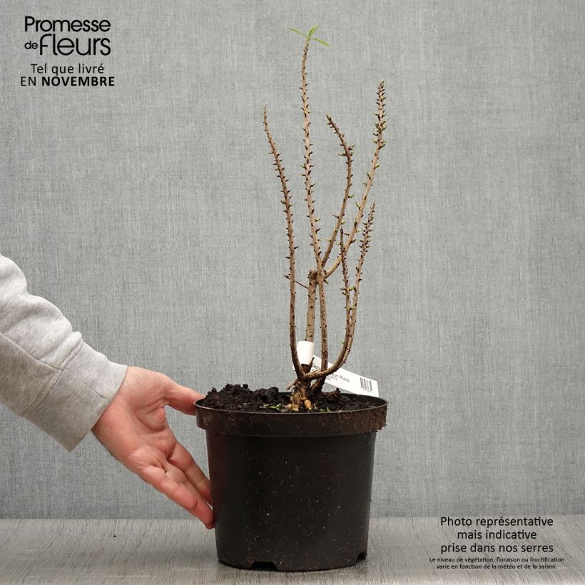 Esimerkki syksyllä toimitetusta Näsiä - Daphne mezereum var. rubra 3 litran/4 litran ruukku-taimesta