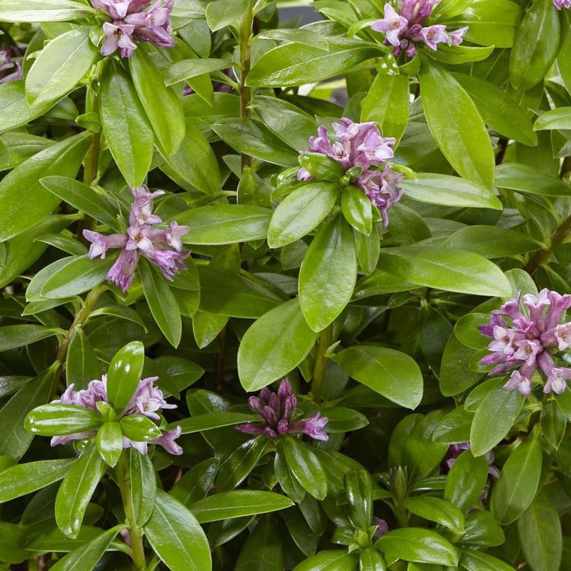 Näsiä Sweet Amethyst (Lehvistö)