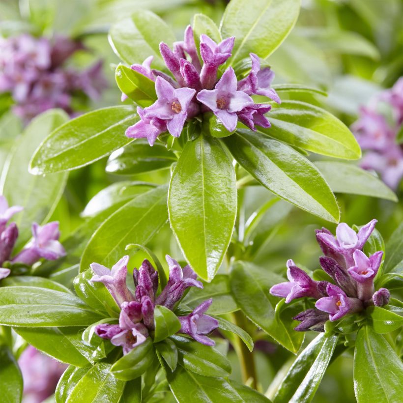 Näsiä Sweet Amethyst (Kukinta)