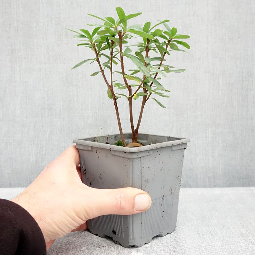 Esimerkki syksyllä toimitetusta Näsiä Bella Rose 1 litran / 1,5 litran ruukku-taimesta