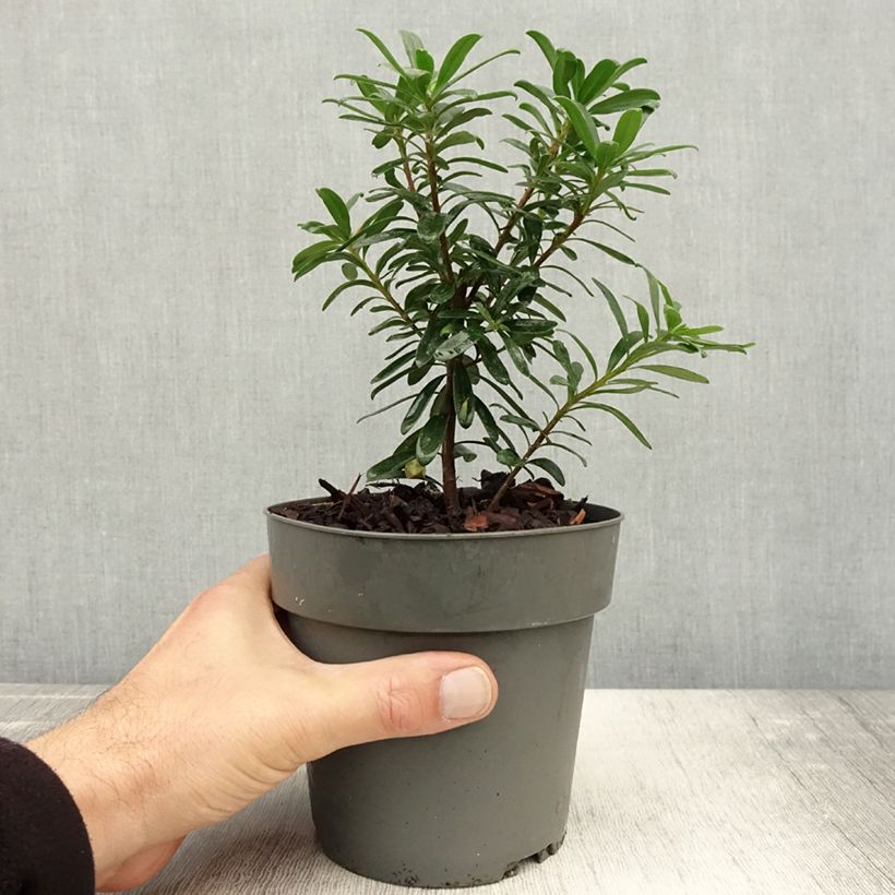 Esimerkki syksyllä toimitetusta Daphne x transatlantica Eternal Fragrance Pot de 1L/1,5L-taimesta