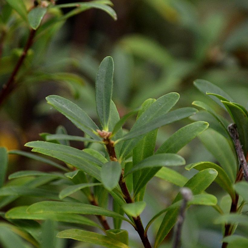 Näsiä Pink Fragrance (Lehvistö)