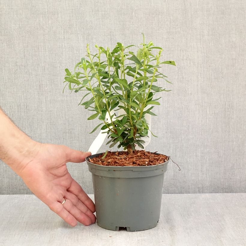 Esimerkki kesällä toimitetusta Näsiä Pink Fragrance Pot de 2L/3L-taimesta