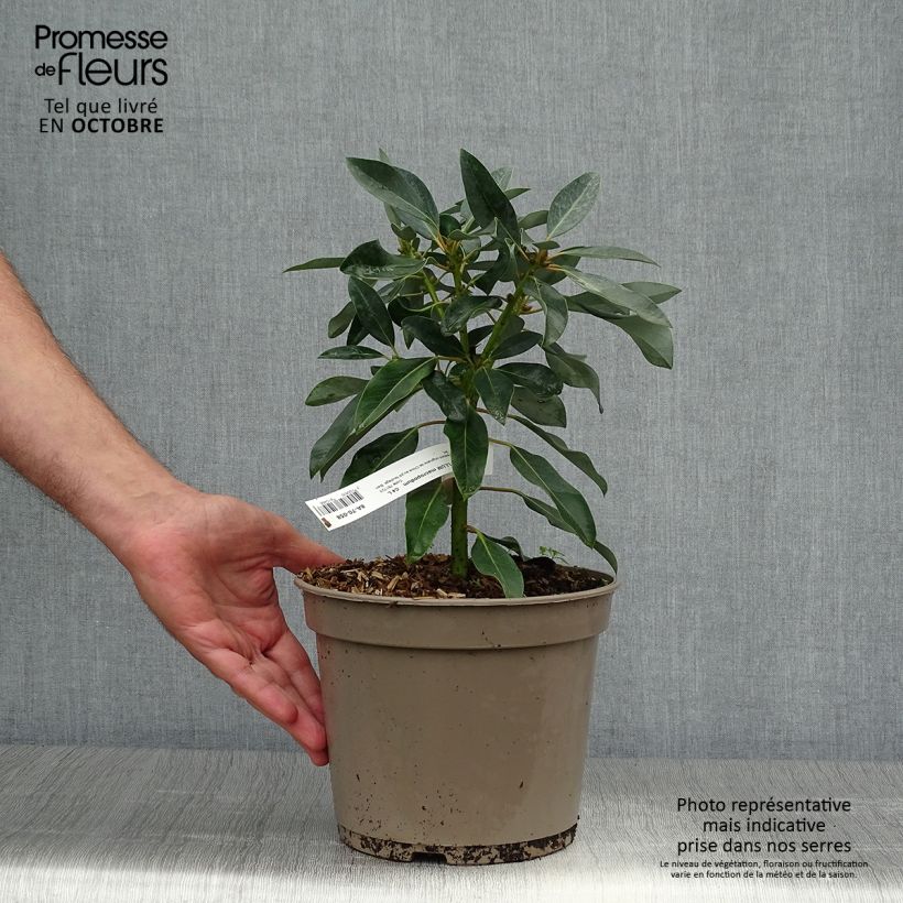 Esimerkki syksyllä toimitetusta Daphniphyllum himalayense subsp. macropodum 2 litran/3 litran ruukku-taimesta