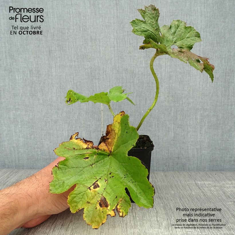 Esimerkki syksyllä toimitetusta Kilpirikko - Darmera peltata 8/9 cm taimiruukku-taimesta