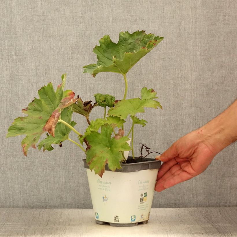 Esimerkki kesällä toimitetusta Kilpirikko - Darmera peltata Ruukku 2L / 3L-taimesta