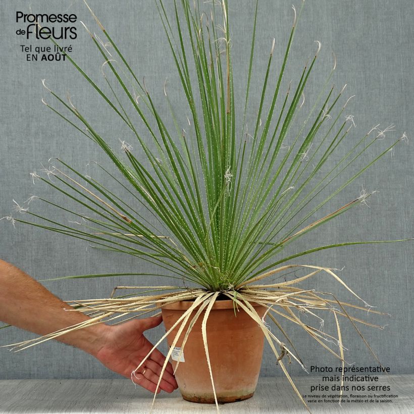 Esimerkki kesällä toimitetusta Sinijuppi - Dasylirion glaucophyllum Pot de 7,5L/10L-taimesta