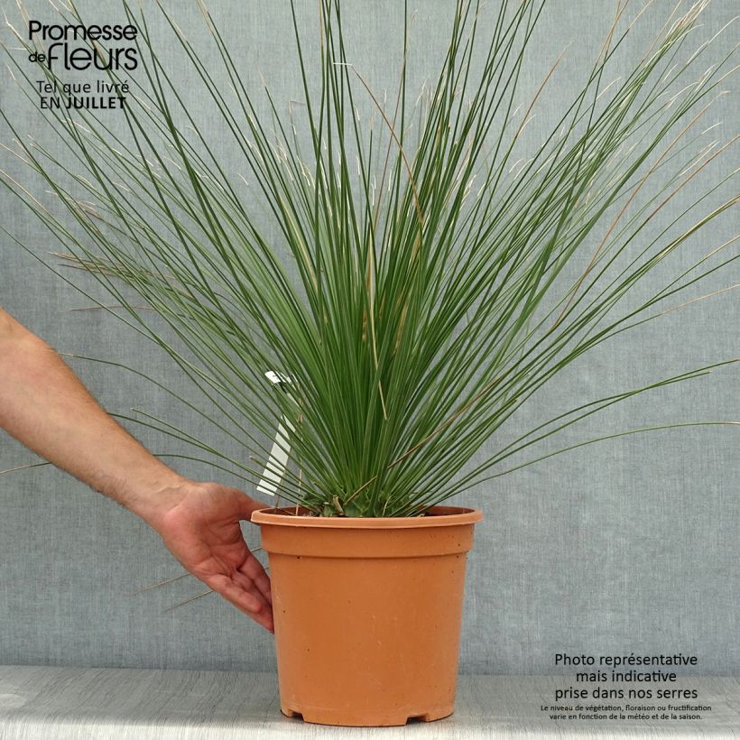 Esimerkki kesällä toimitetusta Jupi - Dasylirion longissimum Pot de 7,5L/10L-taimesta