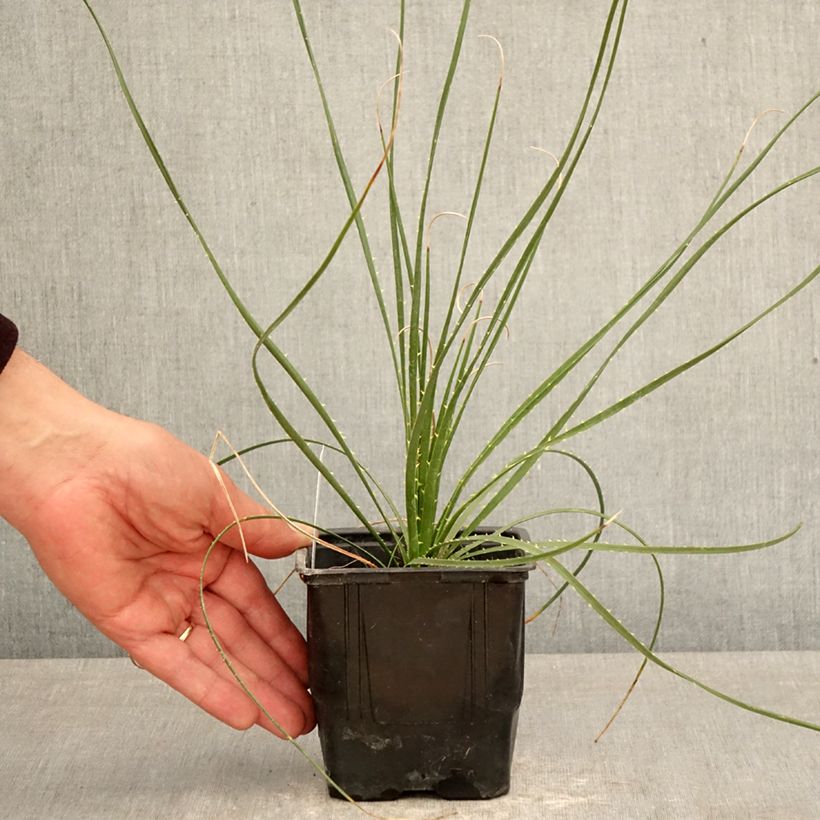 Esimerkki keväällä toimitetusta Sutijuppi - Dasylirion wheeleri Ruukku 12 cm / 13 cm-taimesta