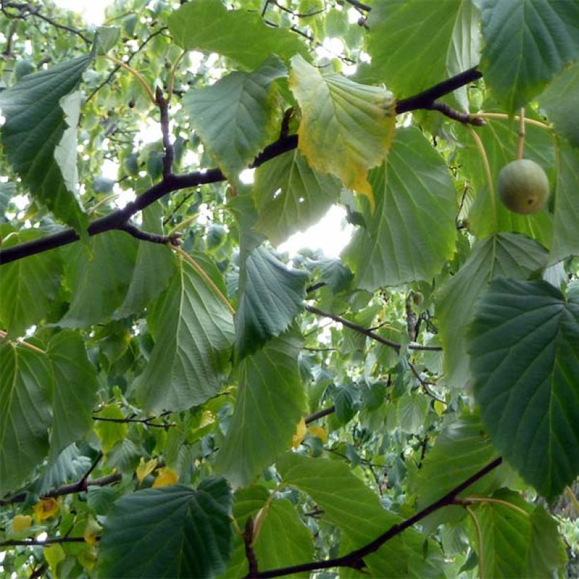 Kyyhkyspuu var. vilmoriniana (Lehvistö)