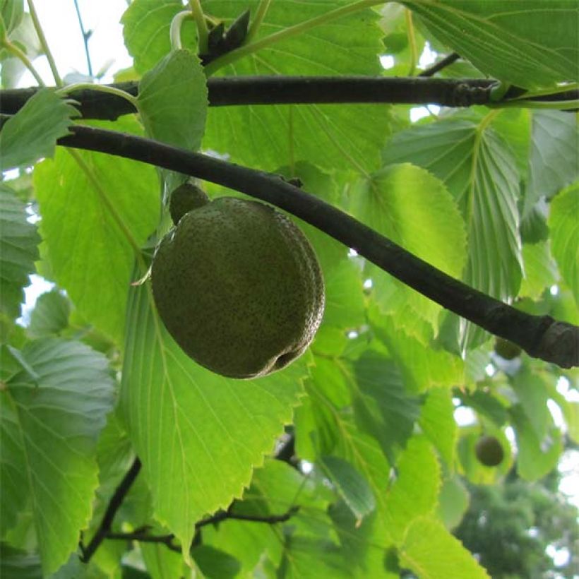 Kyyhkyspuu var. vilmoriniana (Sadonkorjuu)
