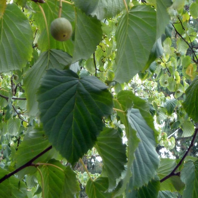 Kyyhkyspuu - Davidia involucrata (Lehvistö)