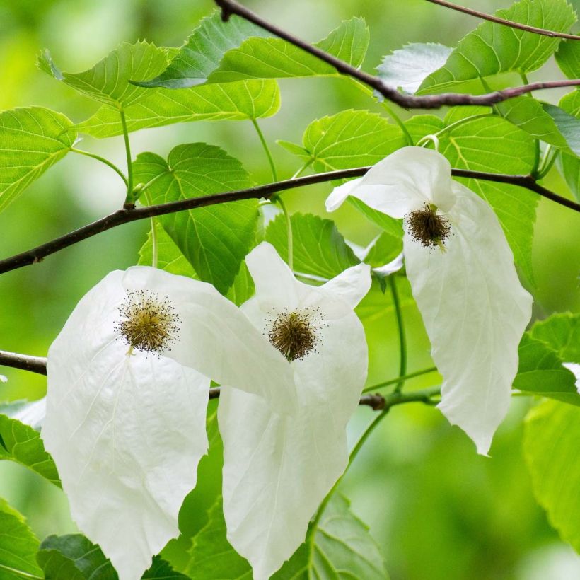Kyyhkyspuu - Davidia involucrata (Kukinta)