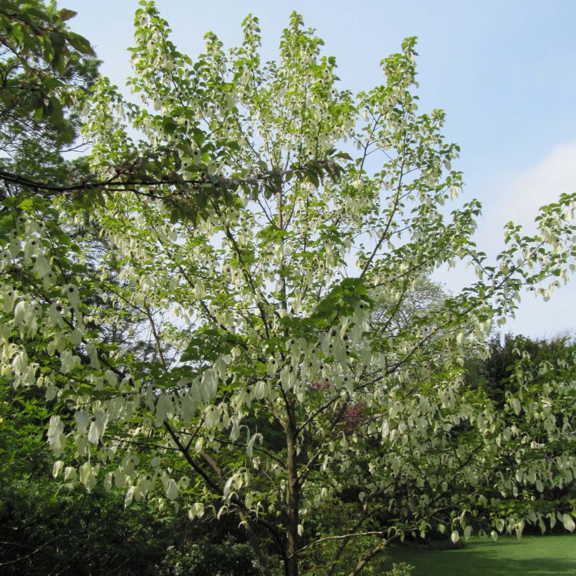 Kyyhkyspuu - Davidia involucrata (Kasvutapa)
