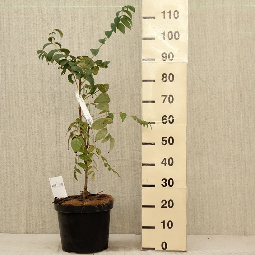 Esimerkki syksyllä toimitetusta Narrinpensas - Decaisnea fargesii 7,5 litran / 10 litran ruukku-taimesta