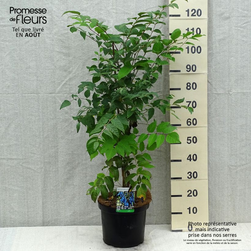 Esimerkki kesällä toimitetusta Narrinpensas - Decaisnea fargesii Ruukku 7,5L / 10L-taimesta