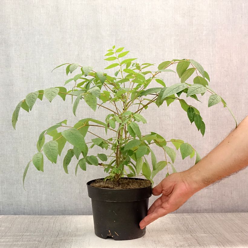 Esimerkki kesällä toimitetusta Narrinpensas - Decaisnea fargesii Ruukku 2L / 3L-taimesta