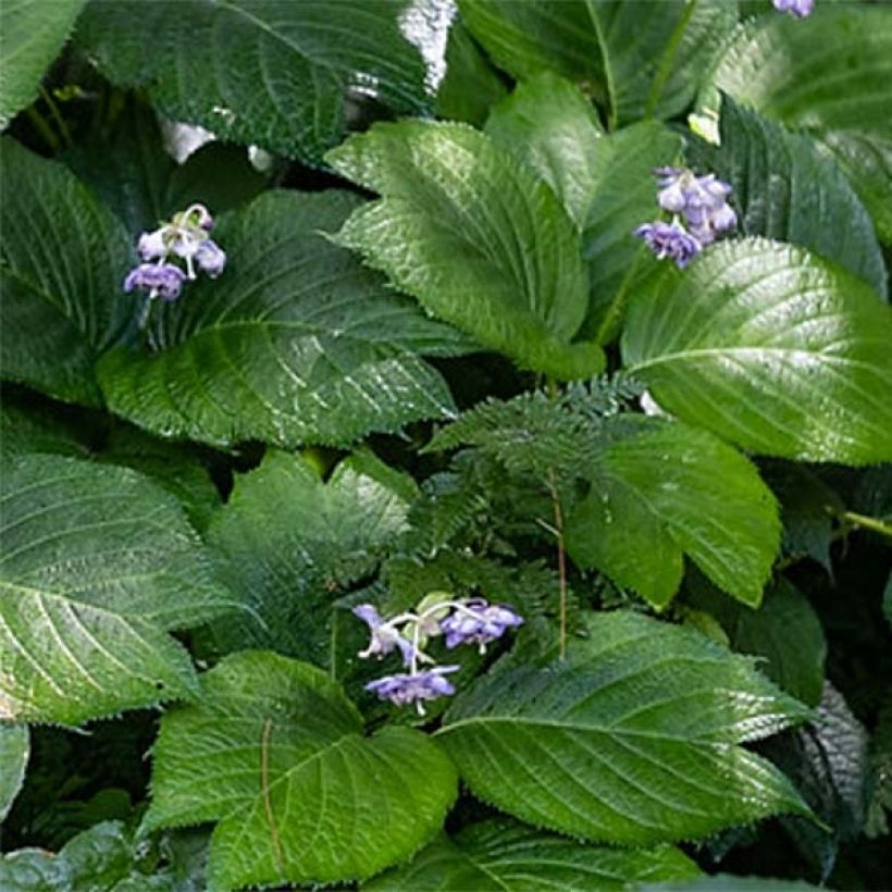 Deinanthe Blue Wonder (Lehvistö)