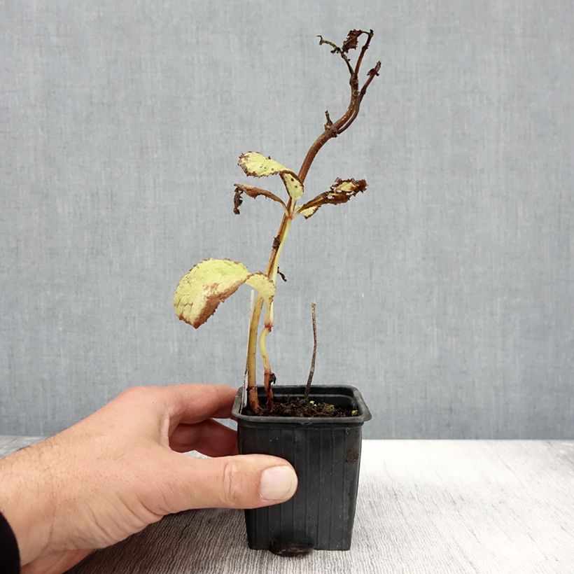 Esimerkki syksyllä toimitetusta Deinanthe Blue Wonder 8/9 cm taimiruukku-taimesta