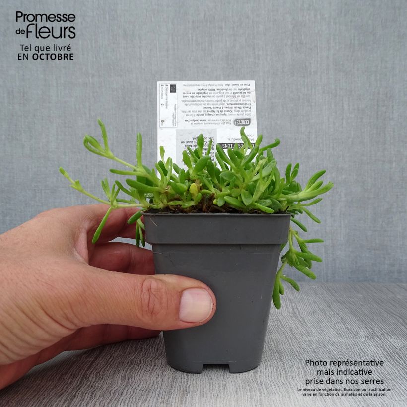 Esimerkki syksyllä toimitetusta Piikkipäivikki - Delosperma lineare 8/9 cm taimiruukku-taimesta