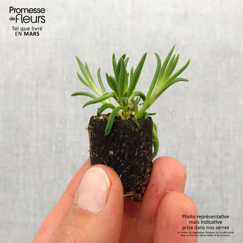 Esimerkki keväällä toimitetusta Piikkipäivikki Royal Ranger Neon Minipaakku Ø 3/4 cm-taimesta