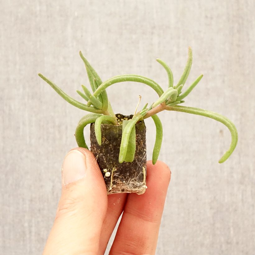 Esimerkki keväällä toimitetusta Piikkipäivikki Royal Ranger Red Minipaakku Ø 3/4 cm-taimesta