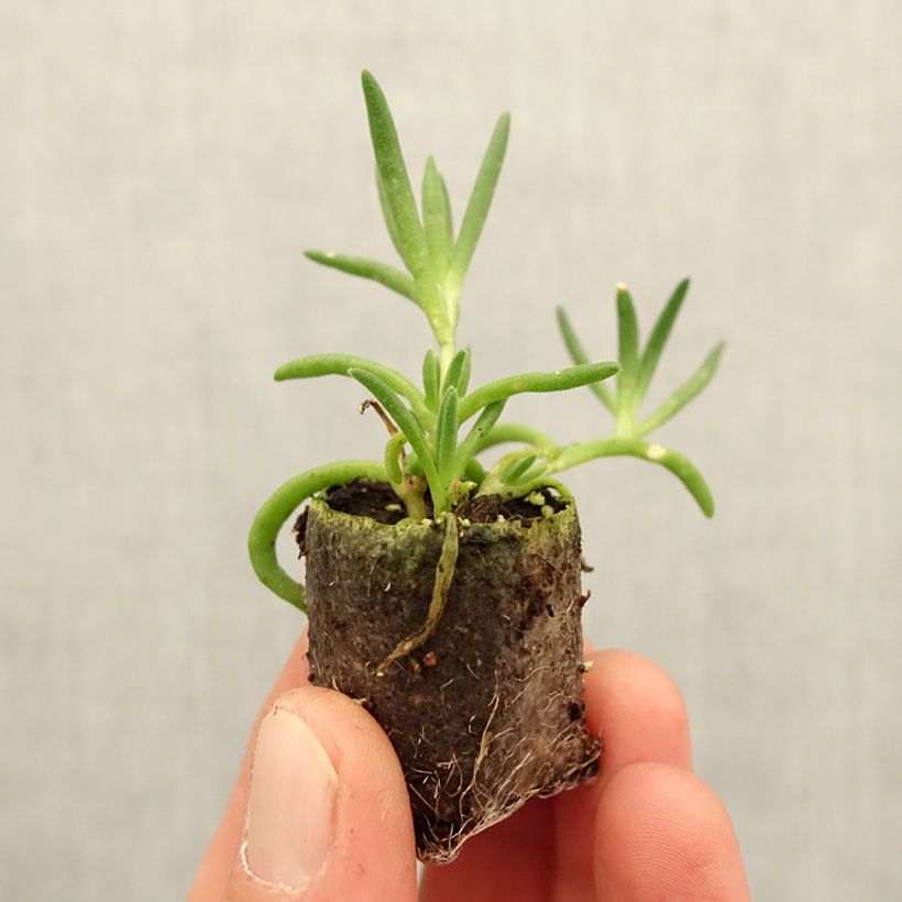 Esimerkki keväällä toimitetusta Piikkipäivikki Royal Ranger White Minipaakku Ø 3/4 cm-taimesta