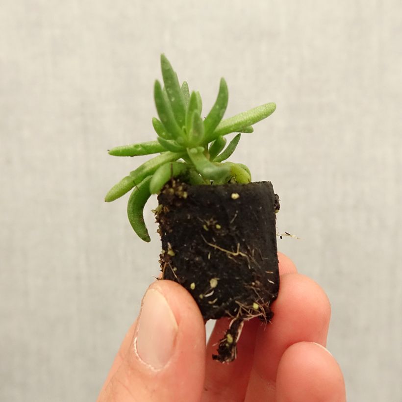 Esimerkki keväällä toimitetusta Piikkipäivikki Royal Ranger Yellow Minipaakku Ø 3/4 cm-taimesta
