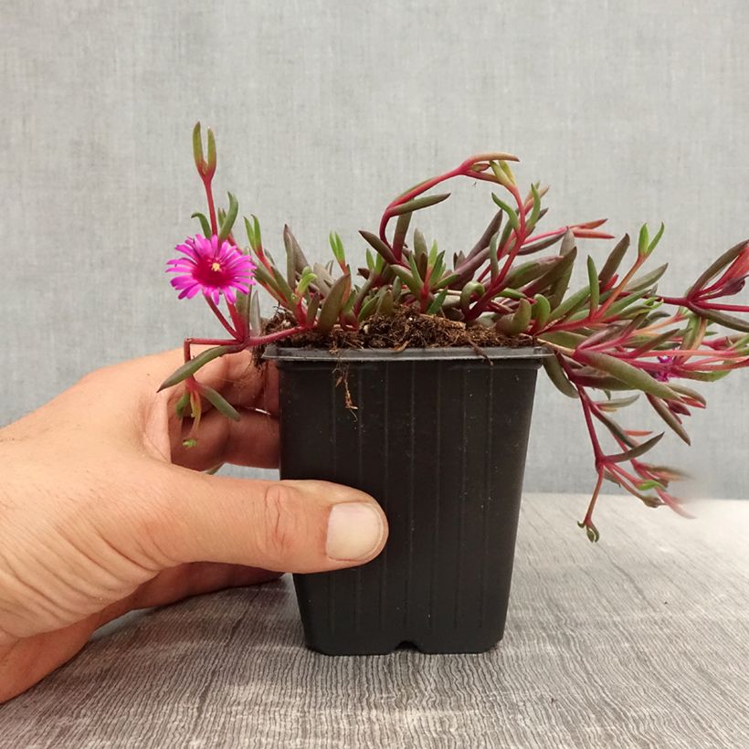 Esimerkki kesällä toimitetusta Piikkipäivikki Desert Dancers Purple 8/9 cm taimiruukku-taimesta
