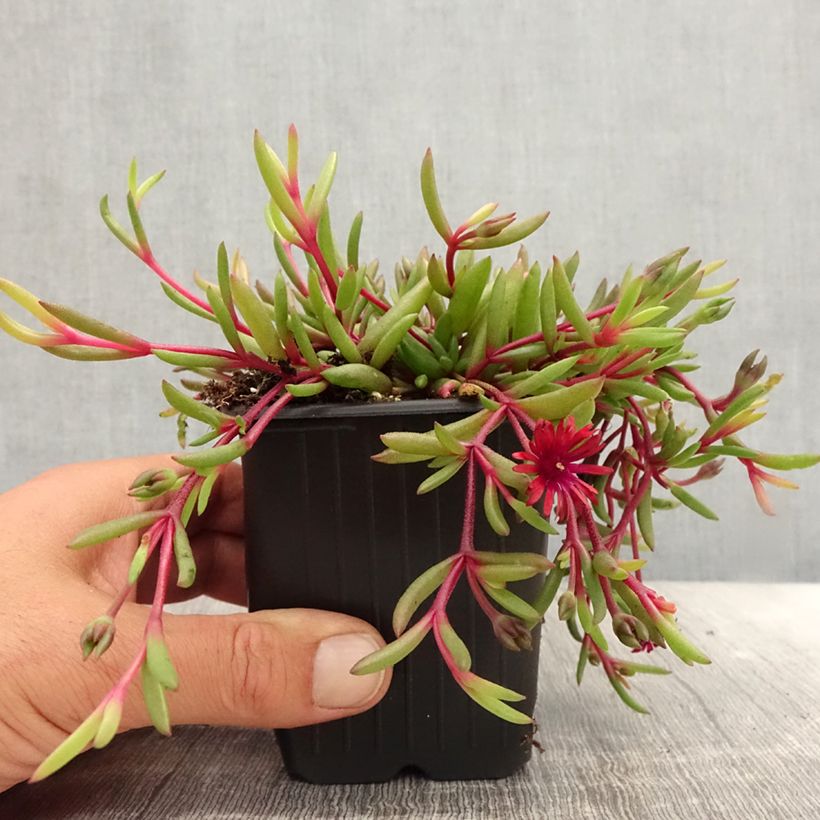 Esimerkki kesällä toimitetusta Piikkipäivikki Desert Dancers Red 8/9 cm taimiruukku-taimesta