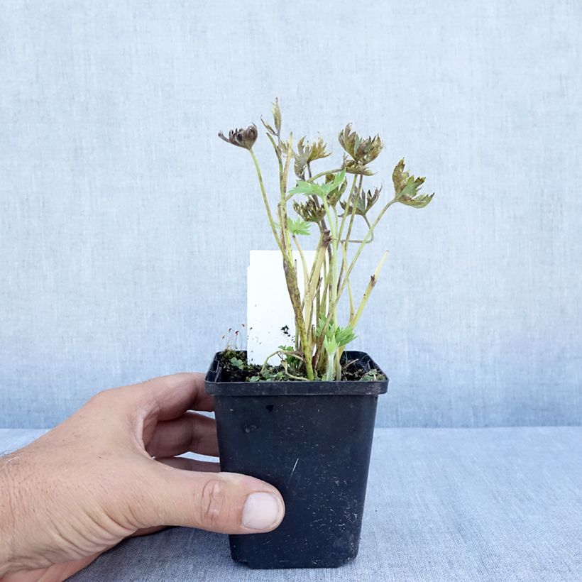 Esimerkki kesällä toimitetusta Jaloritarinkannus Cliveden Beauty Taimiruukku 7/8 cm-taimesta